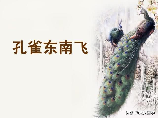 孔雀东南飞译文（孔雀东南飞翻译及注释） 第1张