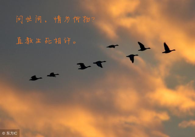 雁丘词元好问原文（雁丘词的原文翻译赏析） 第3张