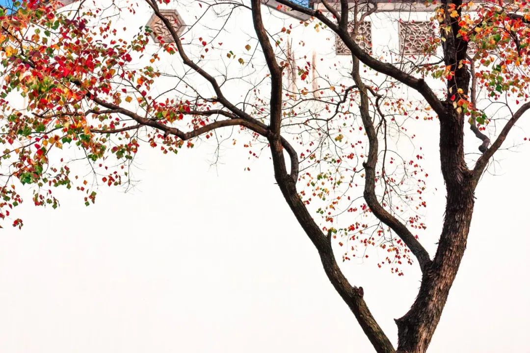关于重阳节的古诗有哪些（重阳节古诗词10首） 第9张