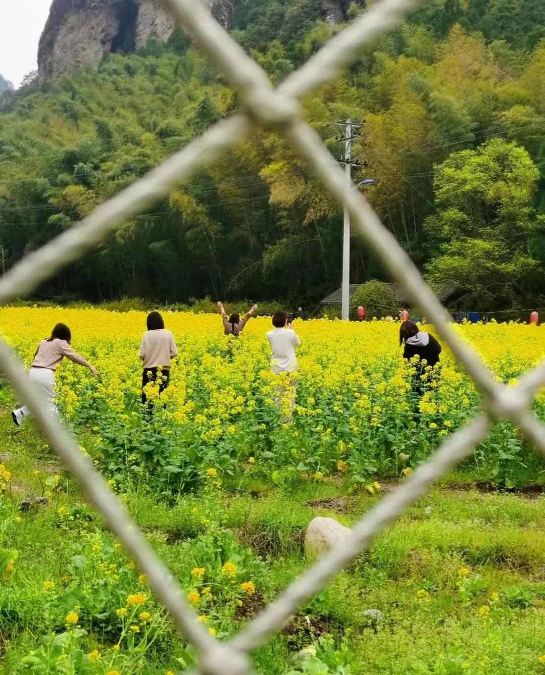 描写油菜花的诗句有哪些（油菜花诗句经典名句） 第3张