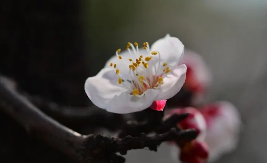 杏花的诗句有哪些（赞美杏花的诗句或名言） 第33张