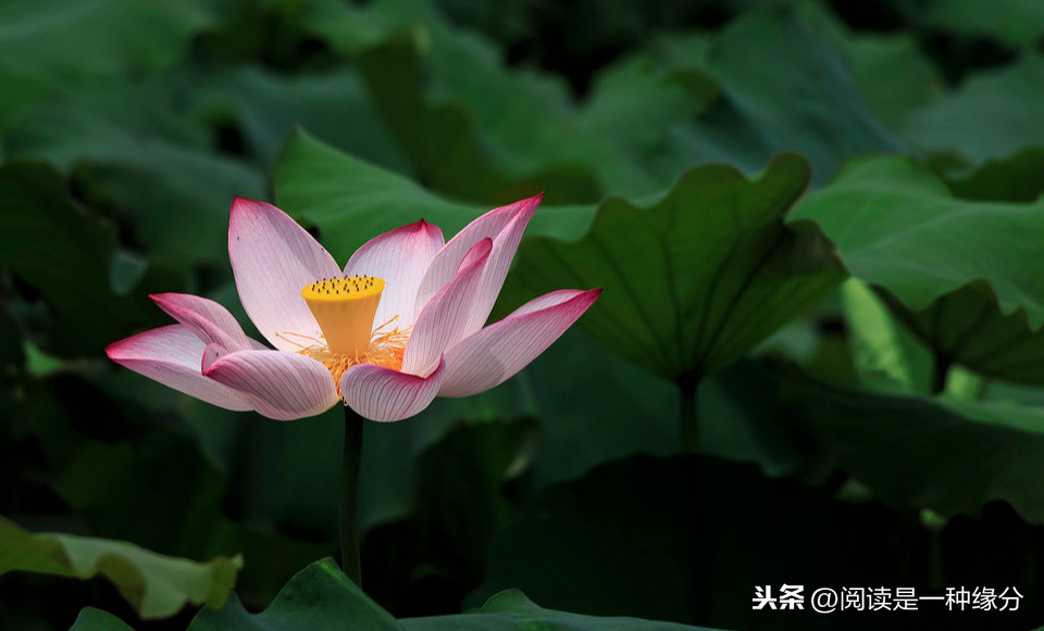 荷塘夜色朱自清原文赏析（荷塘夜色赏析及段落大意） 第7张