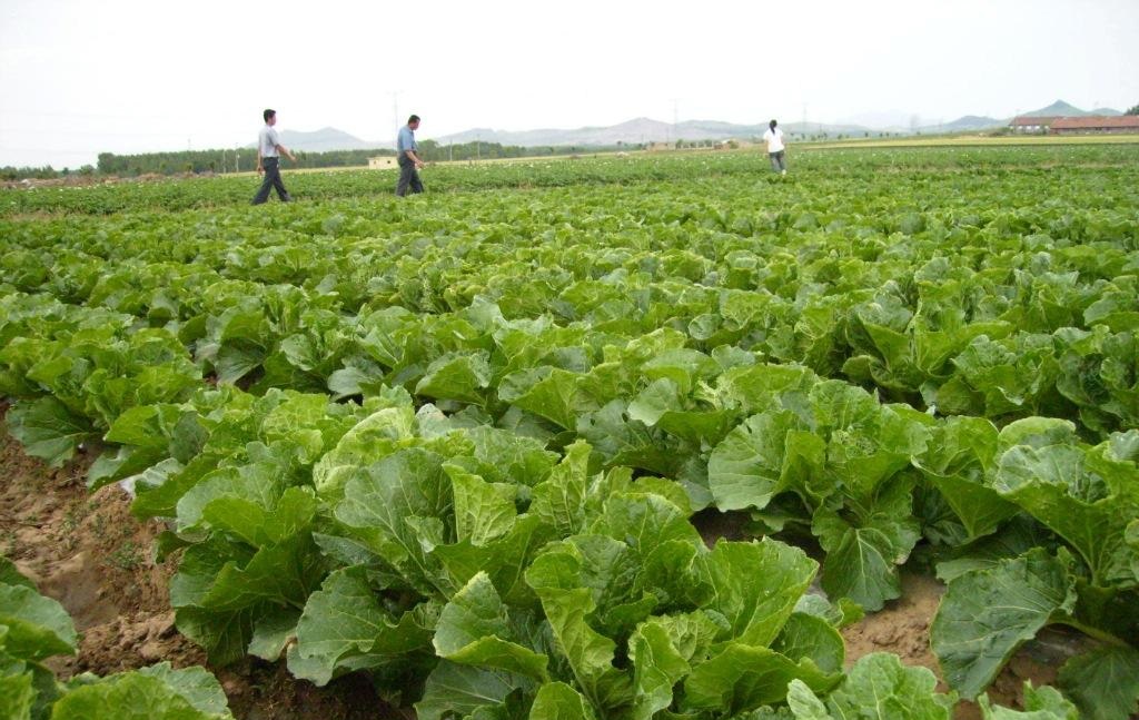 菜店老板简直是商业鬼才！买3万送10万，每个月净赚20万 第3张