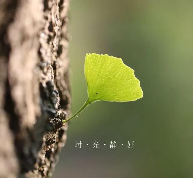 现世安稳岁月静好的句子（愿我念之人安好于岁月） 第7张