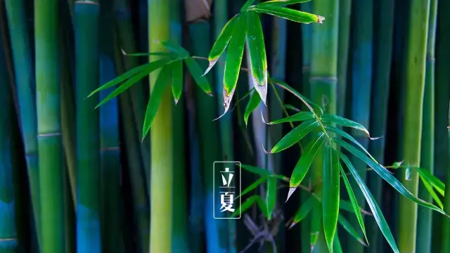 关于立夏的诗句大全（描写立夏的著名古诗） 第3张
