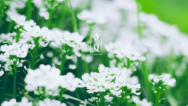 关于立夏的诗句大全（描写立夏的著名古诗） 第5张