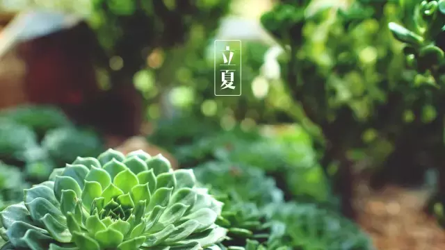 关于立夏的诗句大全（描写立夏的著名古诗） 第9张