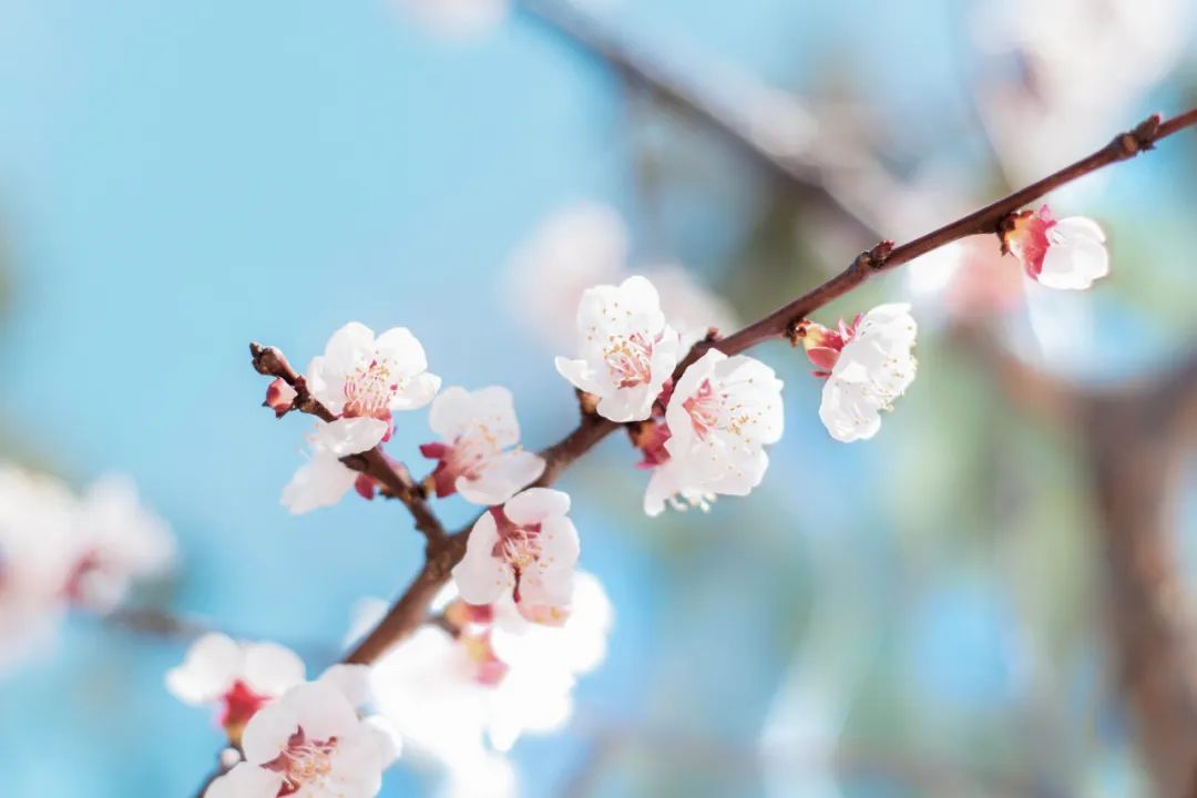 春分的诗句古诗大全（关于春分节气的诗句） 第5张