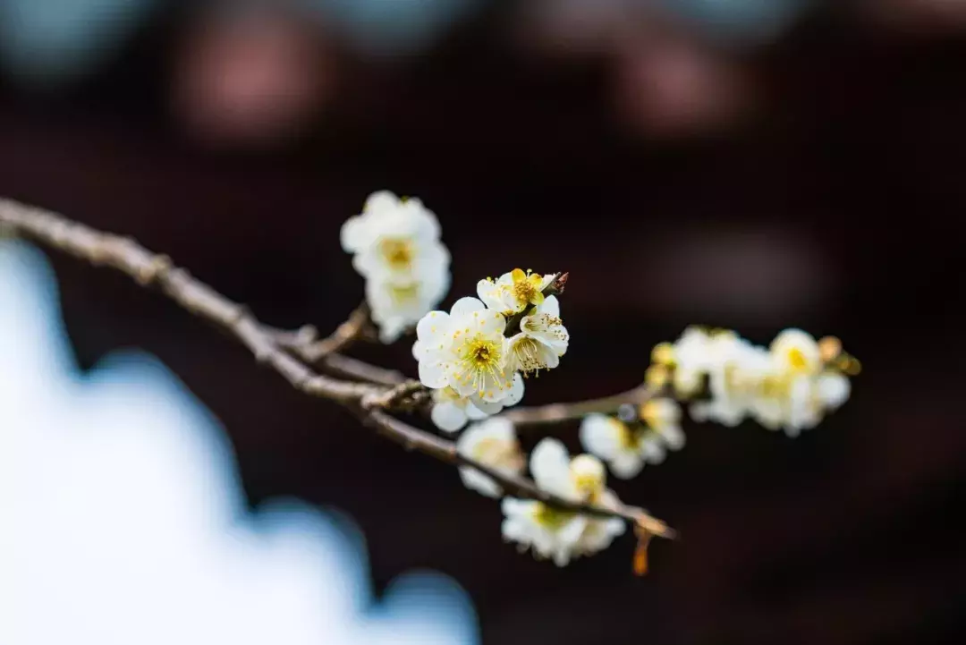 关于梅花的古诗欣赏（梅花诗句最出名诗句） 第11张