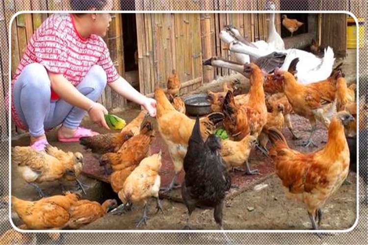 51岁的人3万投资，在农村养殖什么比较稳妥，成本低，能赚钱？ 第1张