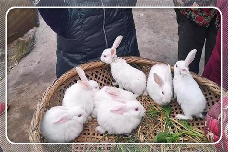 51岁的人3万投资，在农村养殖什么比较稳妥，成本低，能赚钱？ 第9张
