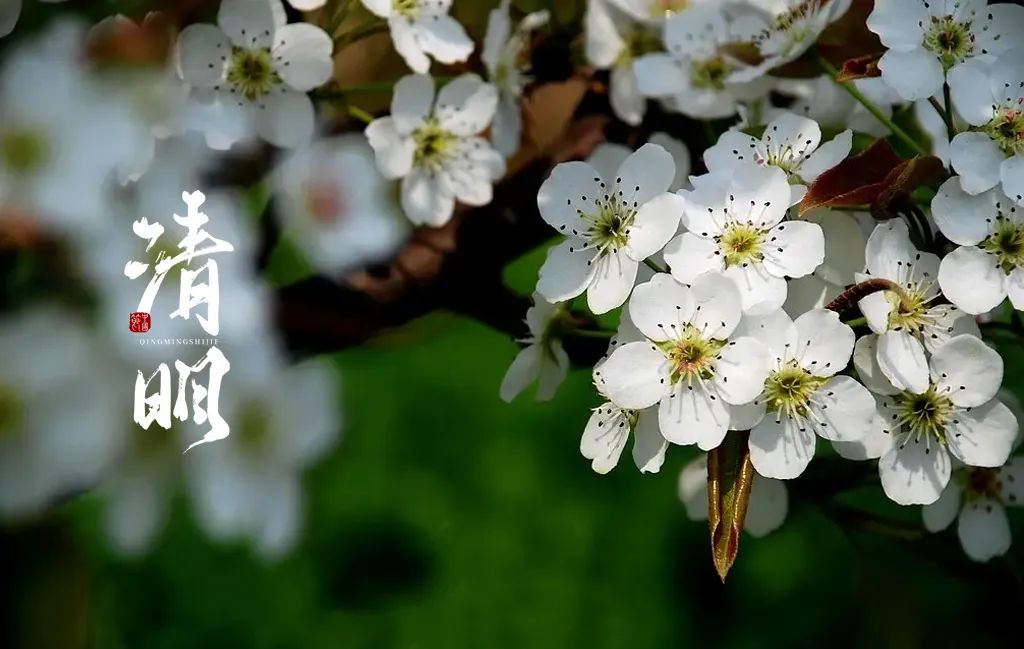 关于清明的诗词大全（描写清明节的诗句古诗鉴赏） 第5张