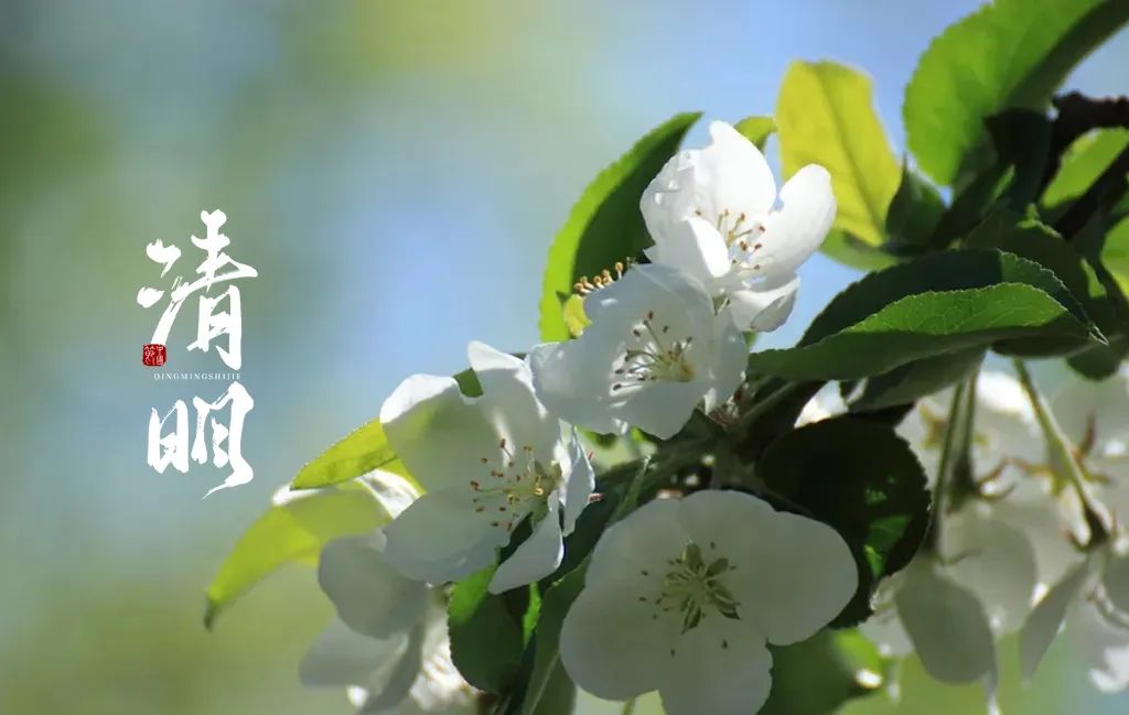 关于清明的诗词大全（描写清明节的诗句古诗鉴赏） 第9张