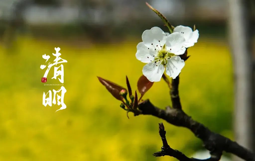 关于清明的诗词大全（描写清明节的诗句古诗鉴赏） 第17张