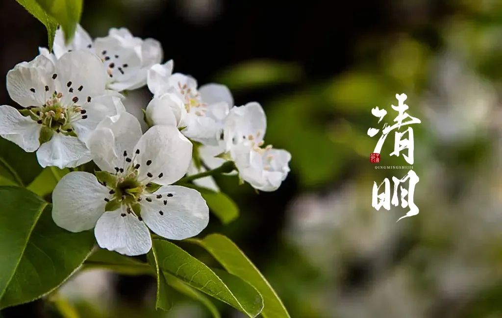 关于清明的诗词大全（描写清明节的诗句古诗鉴赏） 第25张