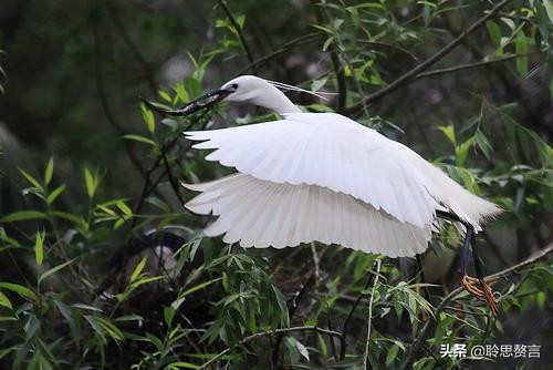 描写白鹭的诗句大全（白鹭佳句赏析） 第21张