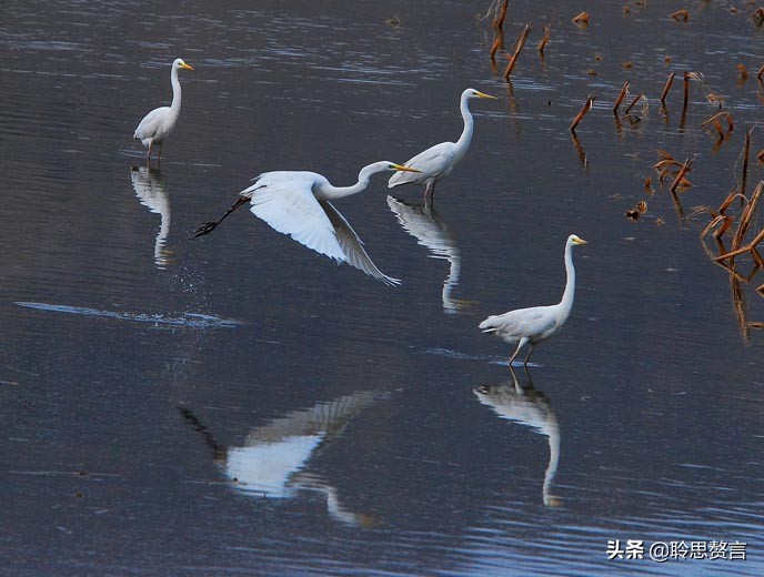 描写白鹭的诗句大全（白鹭佳句赏析） 第25张