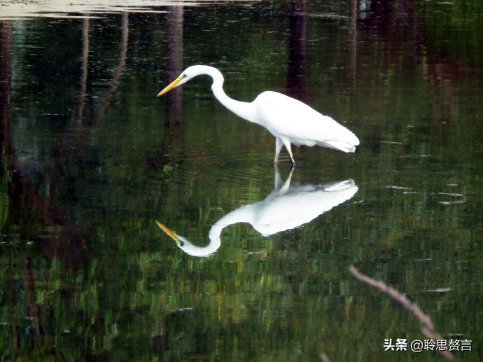 描写白鹭的诗句大全（白鹭佳句赏析） 第27张