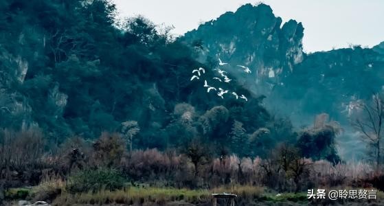 描写白鹭的诗句大全（白鹭佳句赏析） 第37张