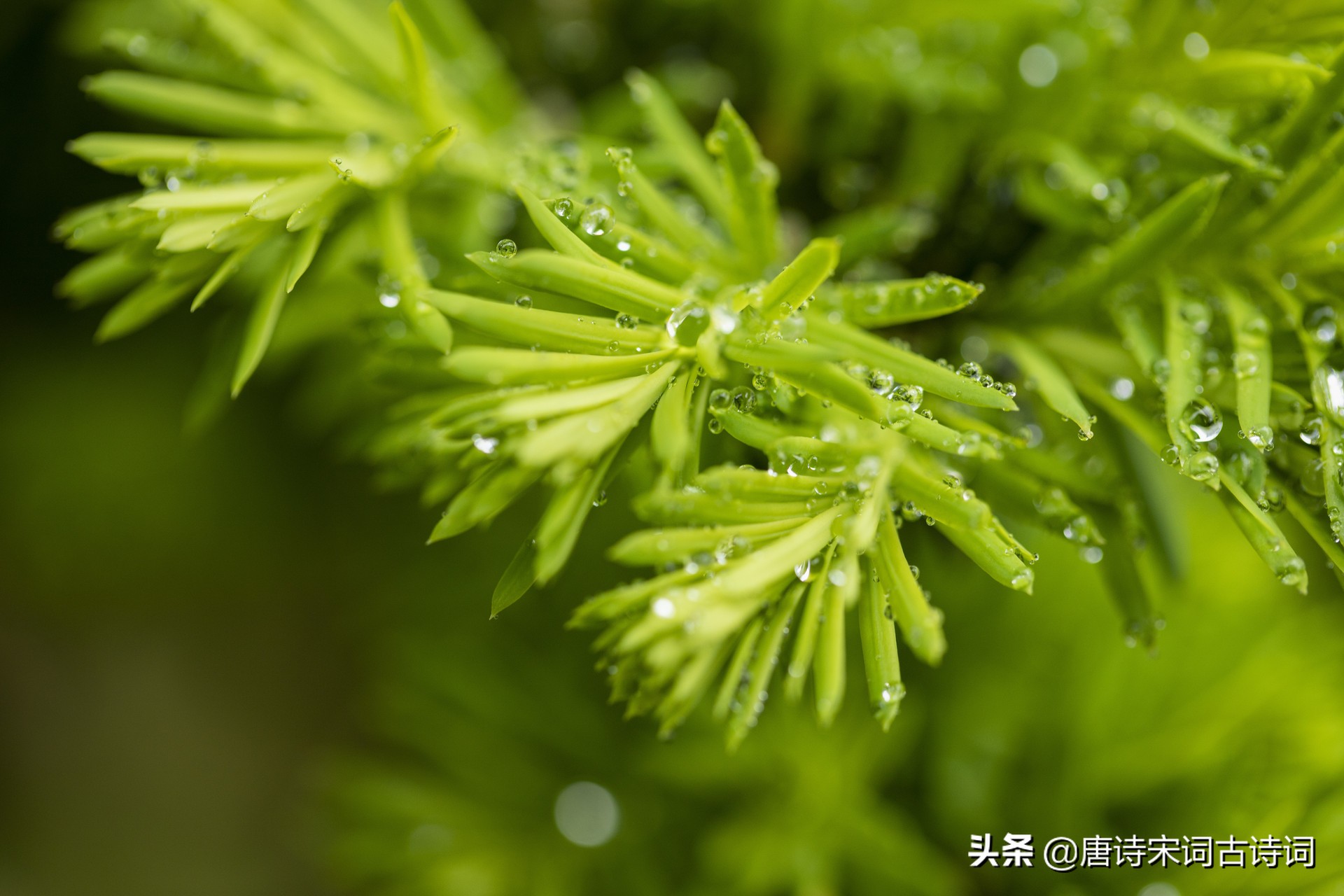 描写雨水节气的优美句子（雨水节气的吉祥寓意） 第5张