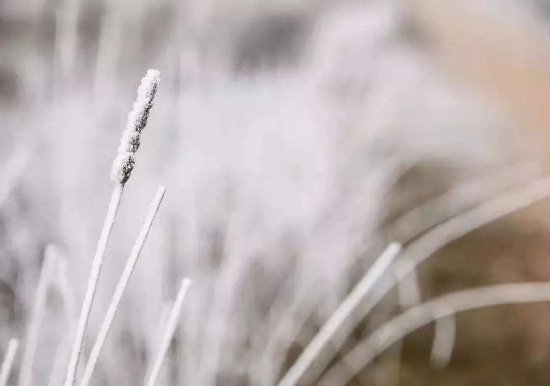 赞美大雪的诗句（描写雪景的唯美诗句） 第23张