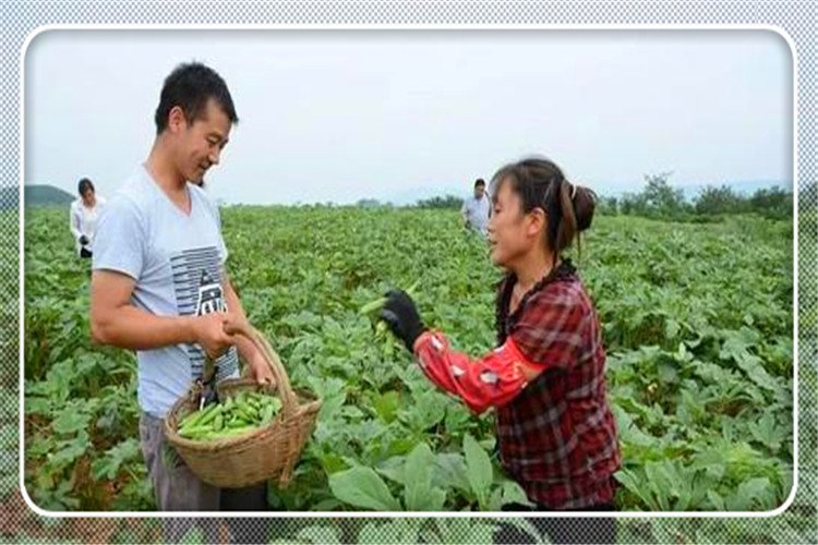 40岁的人明年不准备外出打工，想在农村搞种植，种什么效益高？ 第1张