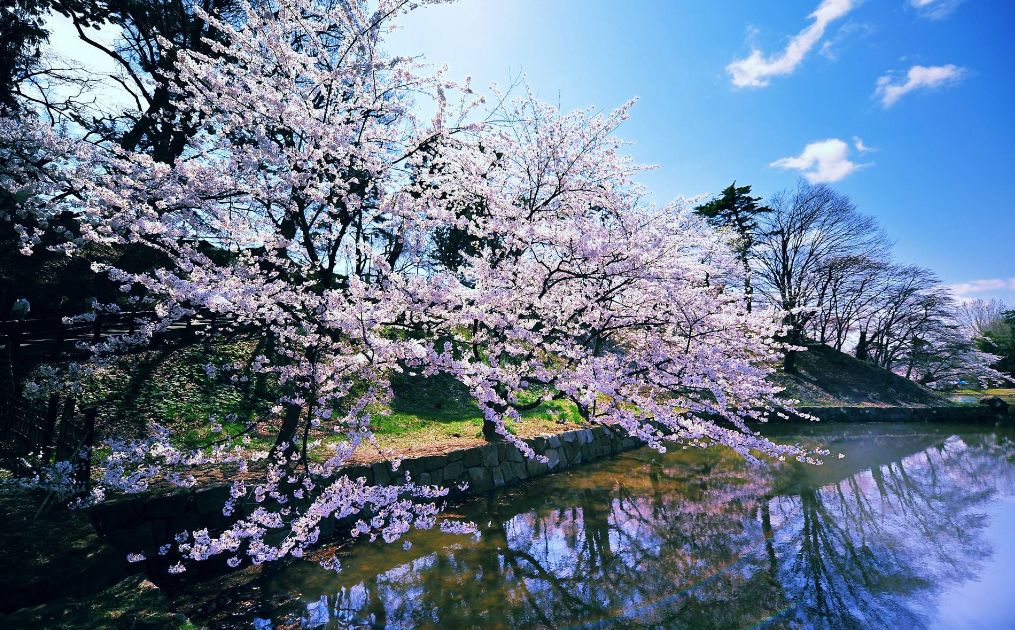 古风描写樱花的唯美句子（赞美樱花之美的唯美诗句） 第13张