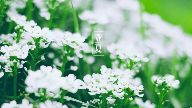 描写立夏的古诗有哪些（关于立夏的著名诗句） 第11张