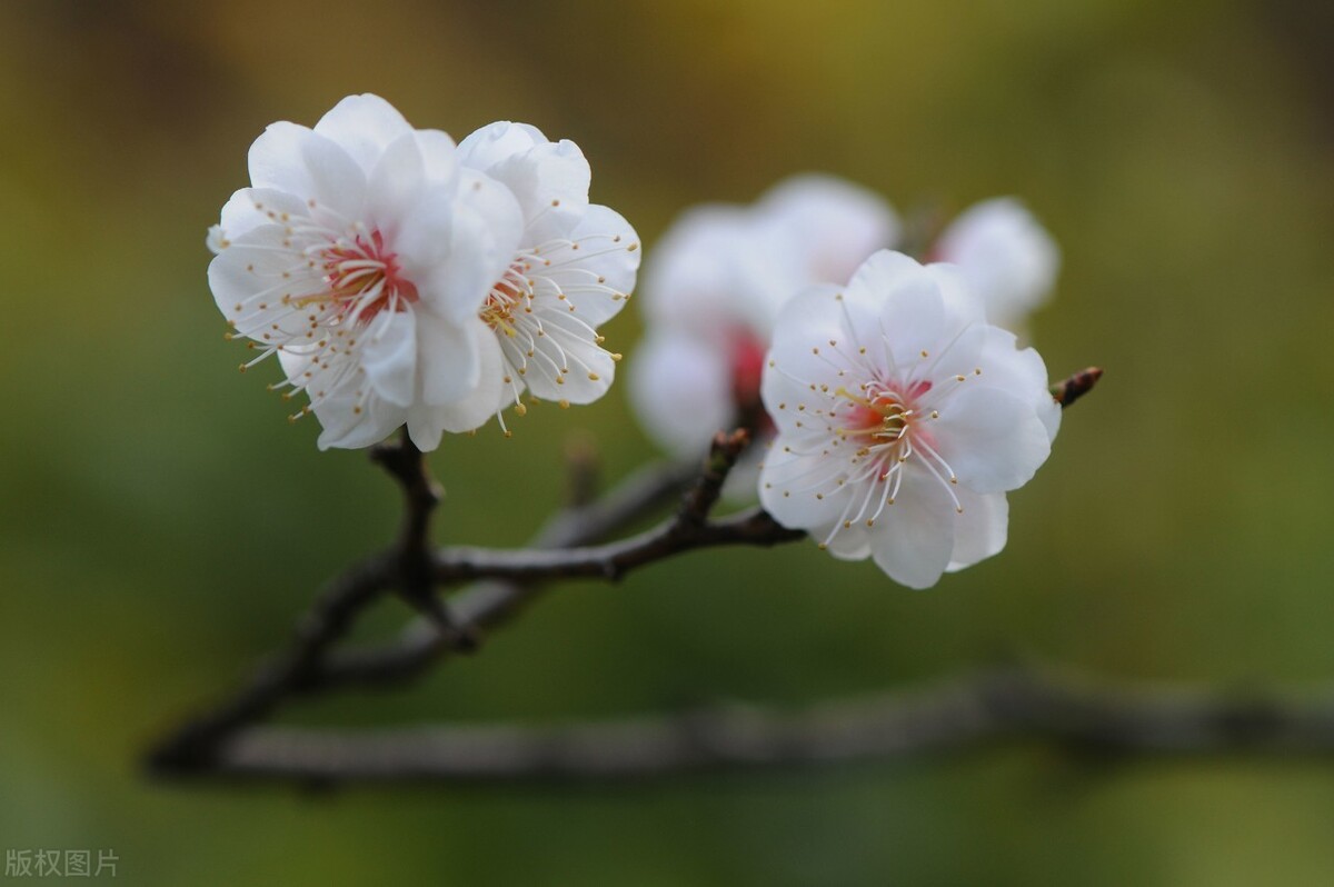 赞美梅花品格的诗有哪些（赞美梅花的6首古诗） 第1张