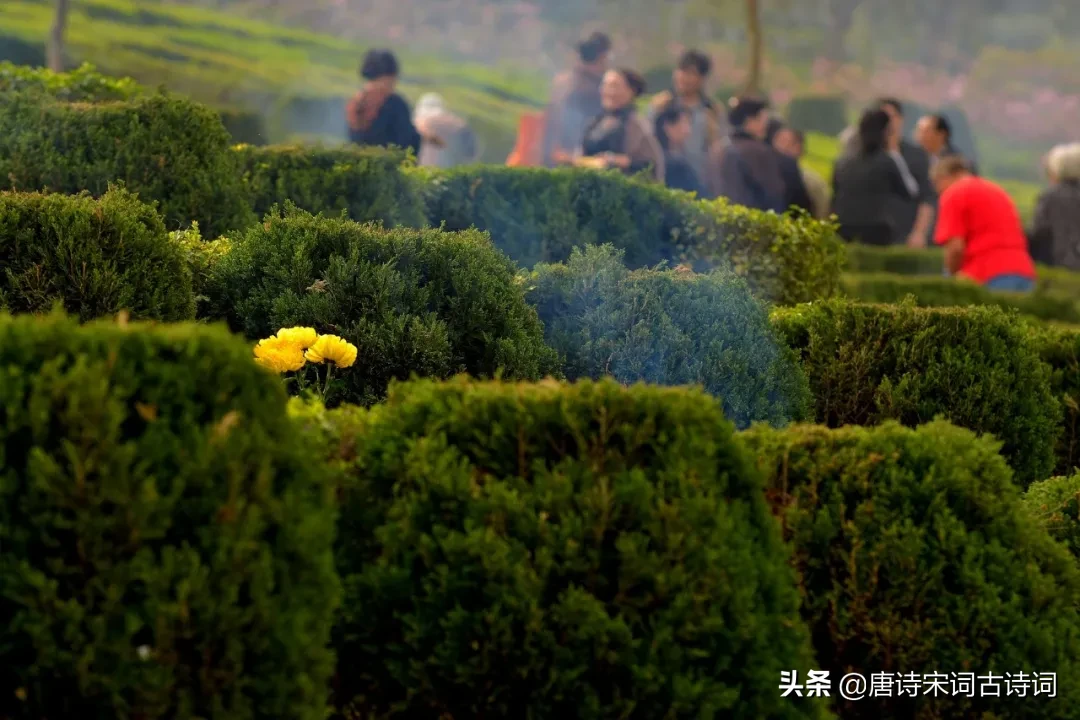 寒食节的诗句有哪些（寒食节的诗句古诗大全） 第11张