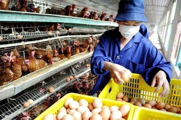 55岁的人负债一百多万，想回农村搞养殖，养什么可以翻身呢？ 第1张