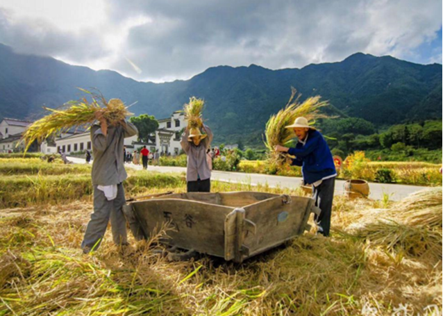 一边是大葱价格飞涨，一边是万斤柑橘烂地里，其中原因令人唏嘘 第5张