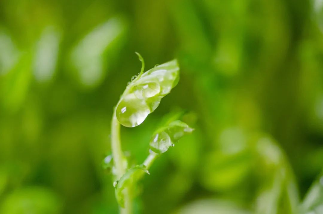 惊蛰节气的古诗有哪些（惊蛰的著名诗句欣赏） 第9张