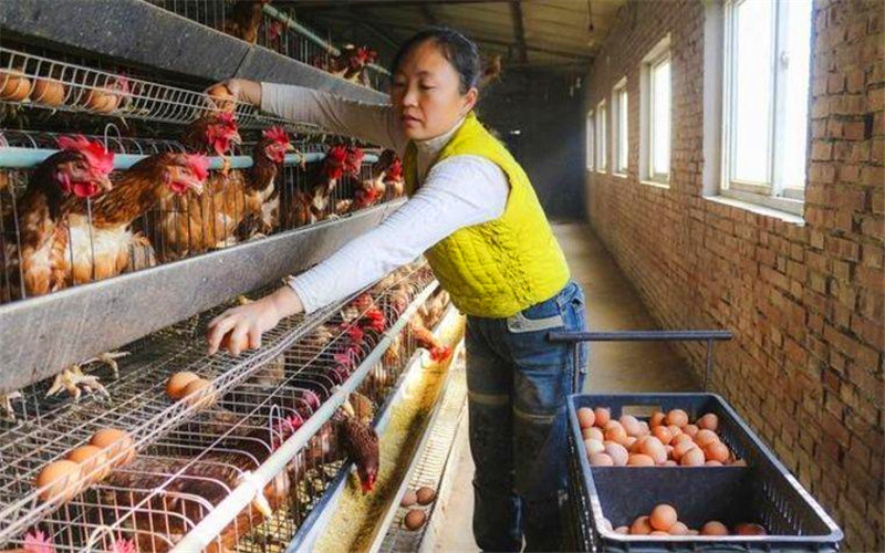 现在农村养殖业，有哪些比较稳妥又具备发展前景的项目？推荐一下 第1张