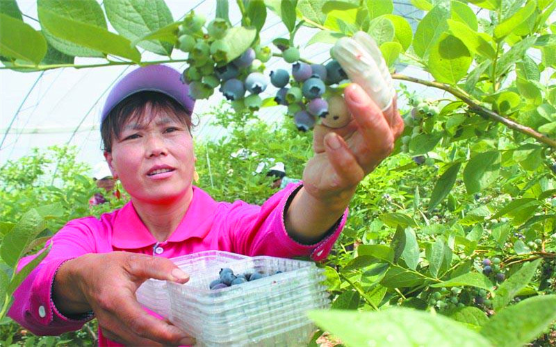 40岁的人，想在农村承包荒地种植果树，有哪些品种值得推荐？ 第3张