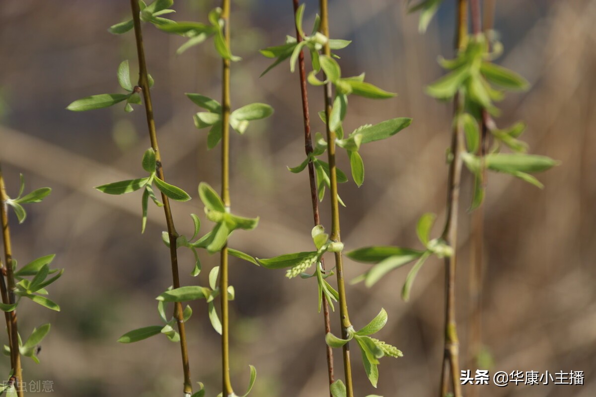 咏柳古诗带拼音注释（咏柳原文赏析及解释） 第1张