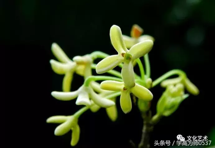 形容桂花香的诗句有哪些（赞美桂花飘香的诗句） 第13张