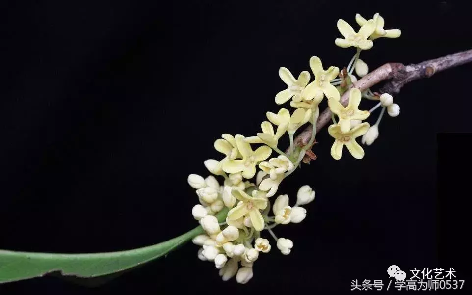 形容桂花香的诗句有哪些（赞美桂花飘香的诗句） 第15张
