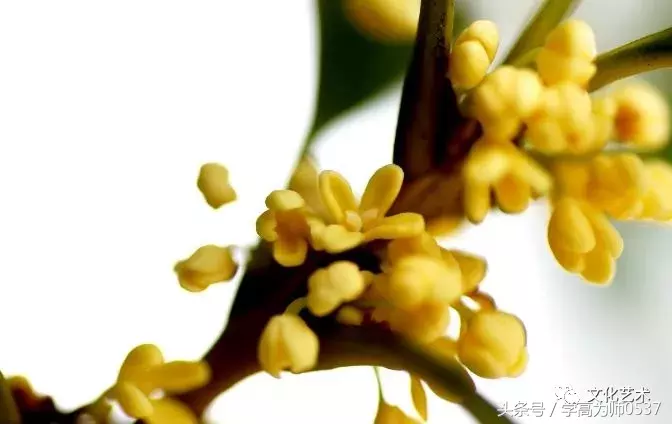 形容桂花香的诗句有哪些（赞美桂花飘香的诗句） 第37张