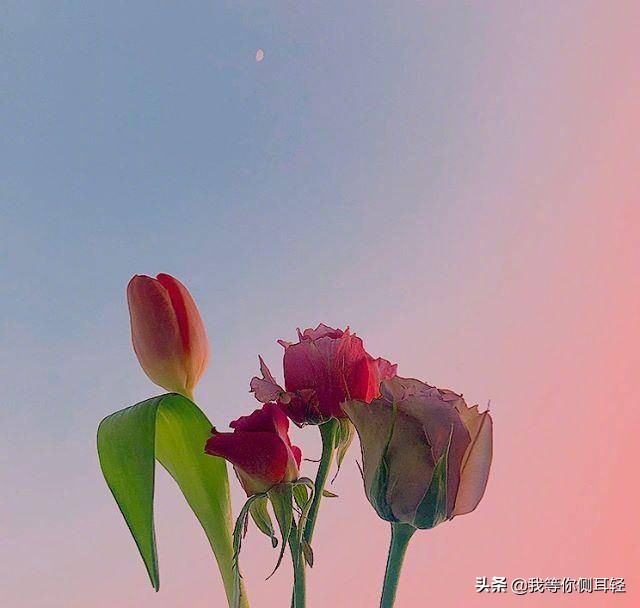 美句简短优美句子励志（美言美句摘抄励志） 第9张