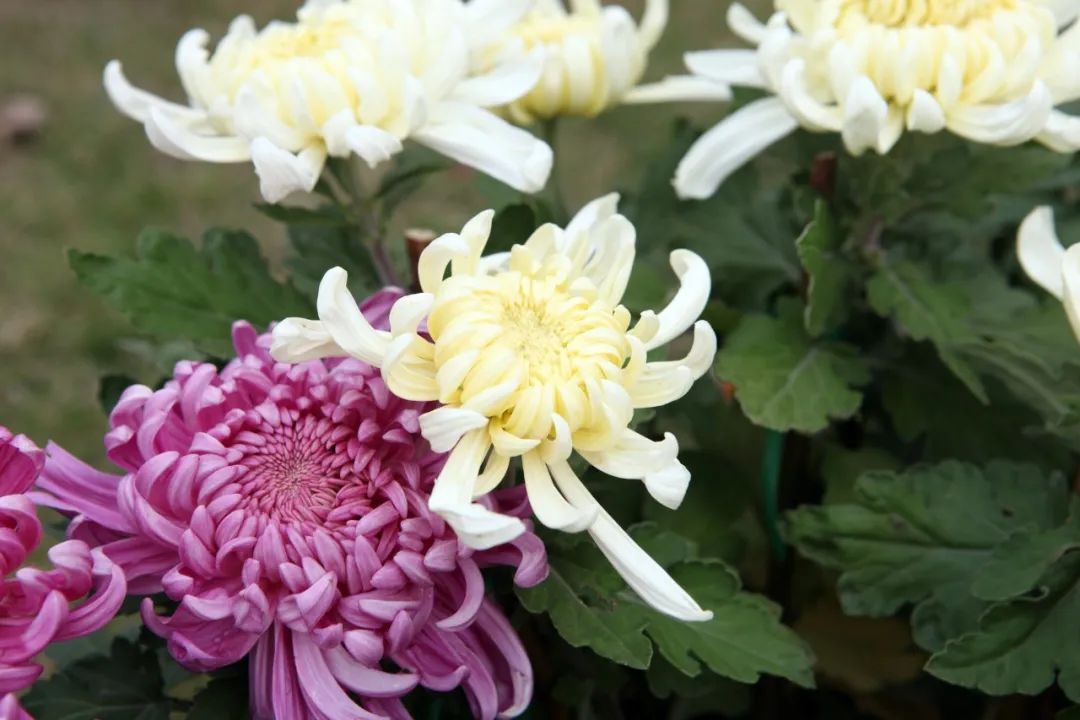 关于菊花的诗句有哪些（赞美菊花坚强的诗句） 第3张
