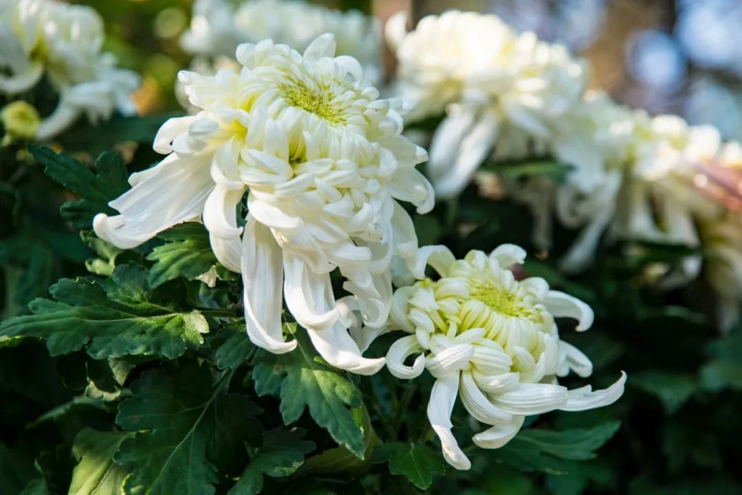关于菊花的诗句有哪些（赞美菊花坚强的诗句） 第7张