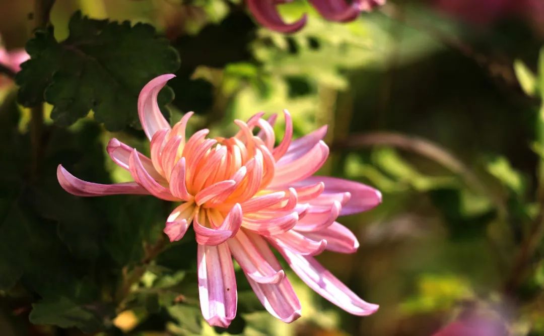 关于菊花的诗句有哪些（赞美菊花坚强的诗句） 第9张