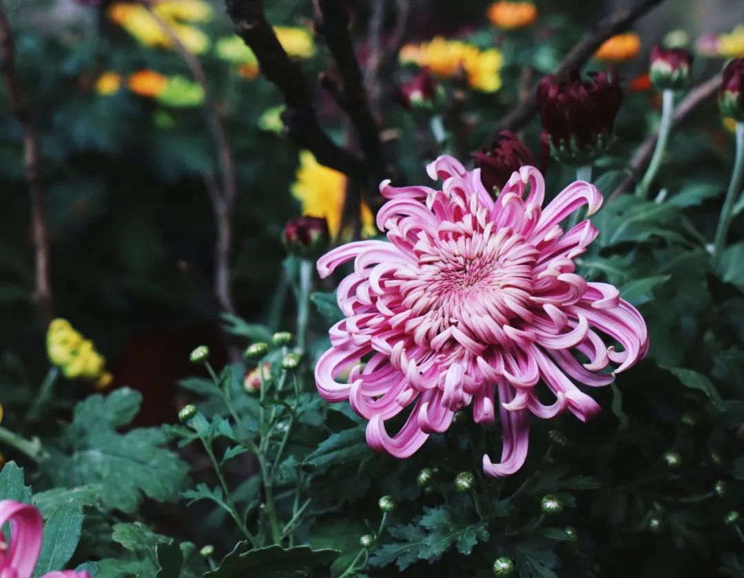 关于菊花的诗句有哪些（赞美菊花坚强的诗句） 第13张