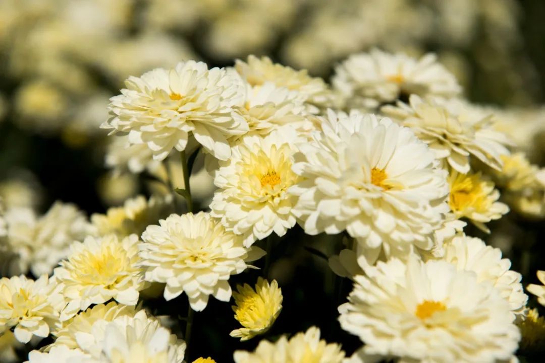 关于菊花的诗句有哪些（赞美菊花坚强的诗句） 第15张