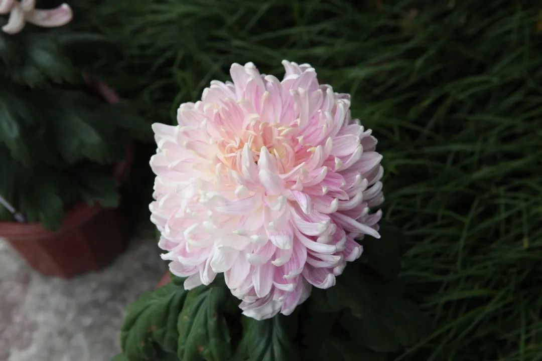 关于菊花的诗句有哪些（赞美菊花坚强的诗句） 第17张