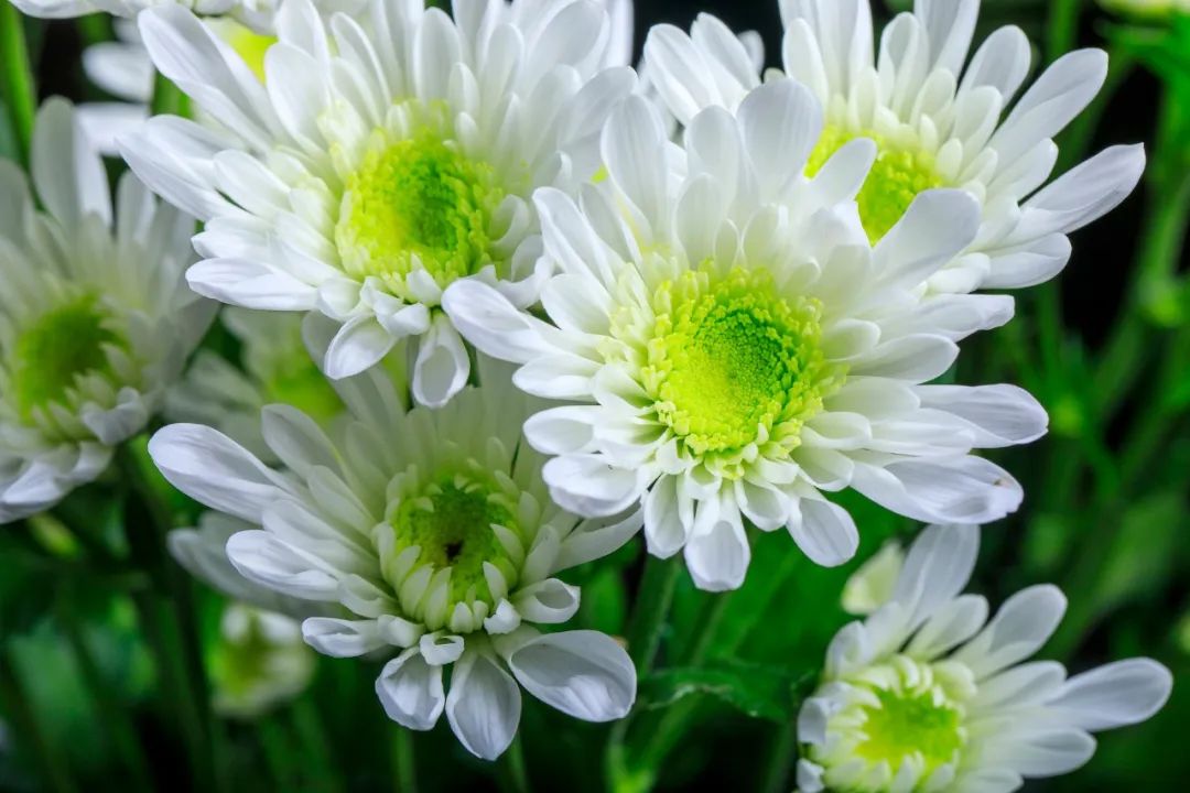 关于菊花的诗句有哪些（赞美菊花坚强的诗句） 第19张