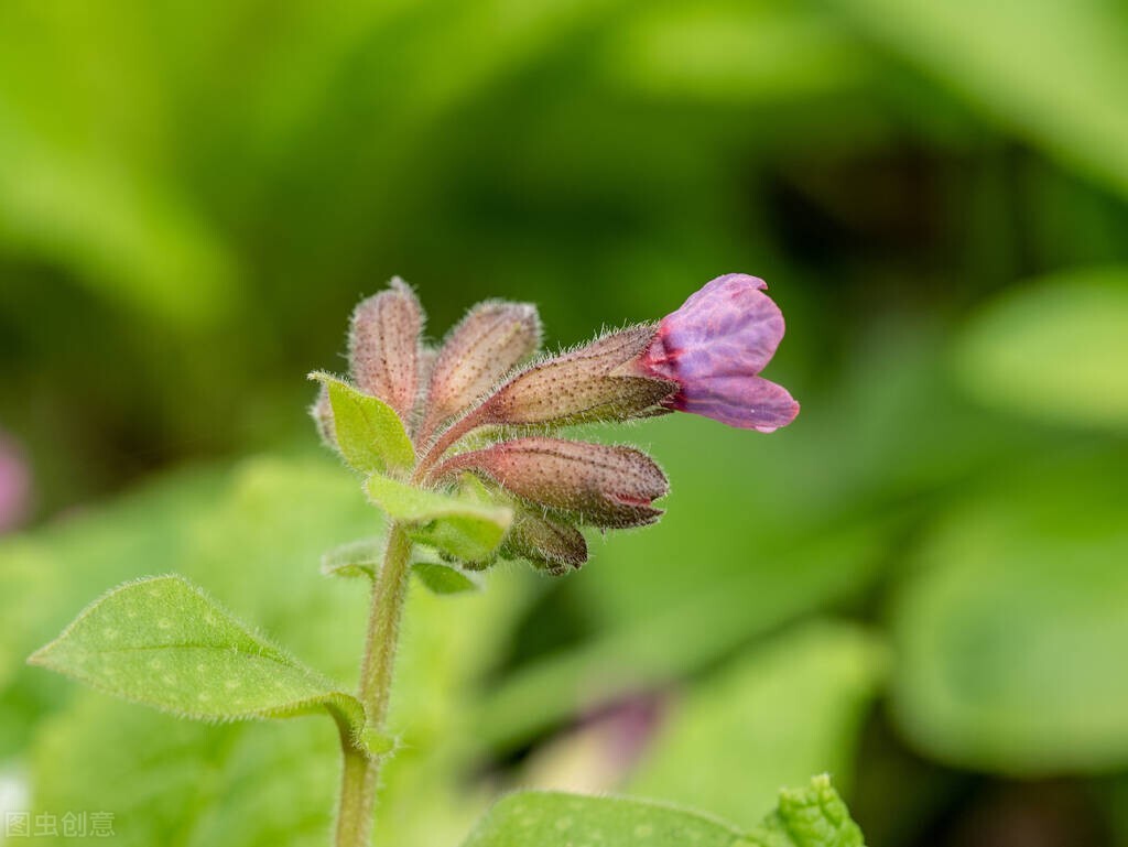 描写春天的优美句子摘抄（形容春天的诗句唯美） 第7张