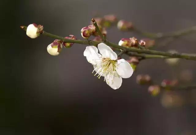 描写友情的诗句唯美（一辈子深厚友谊的诗句） 第1张