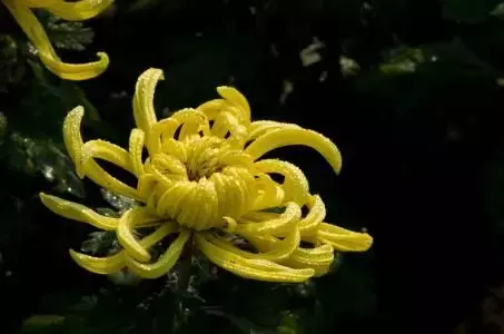 秋菊古诗带拼音图片（七绝秋菊十二首赏析） 第5张